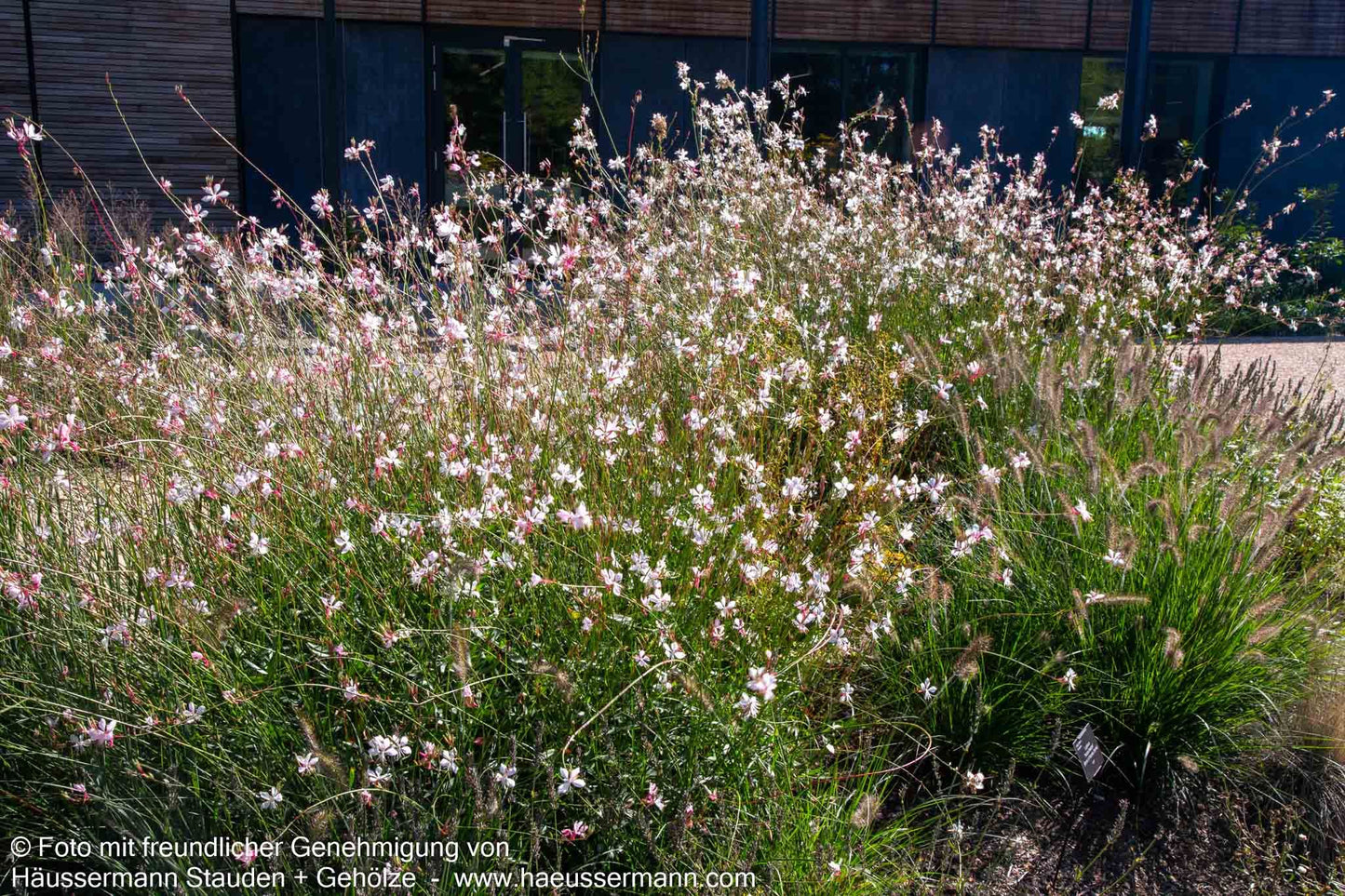 Prachtkerze (Gaura lindheimeri)