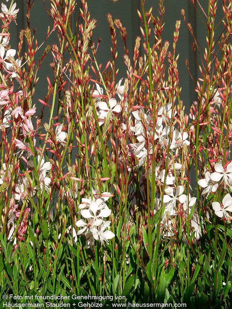 Prachtkerze (Gaura lindheimeri)