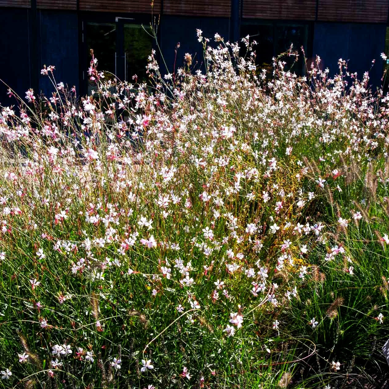 Prachtkerze (Gaura lindheimeri)