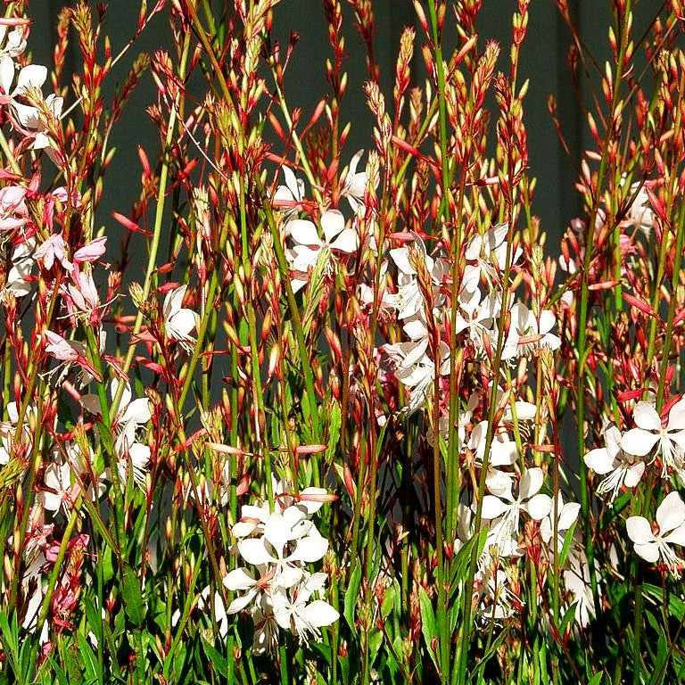 Prachtkerze (Gaura lindheimeri)