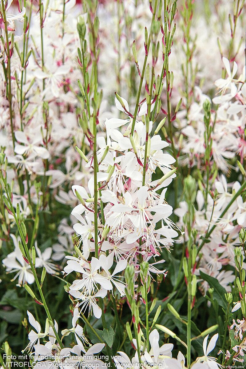 Prachtkerze (Gaura lindheimeri)