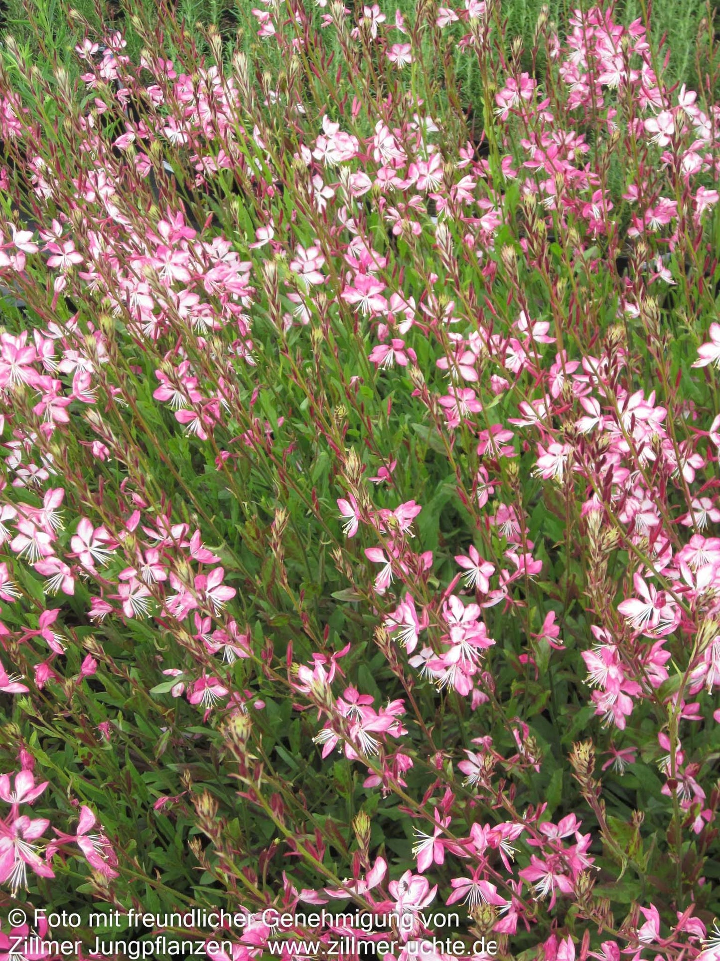 Prachtkerze 'Rosy Jane' (Gaura lindheimeri)