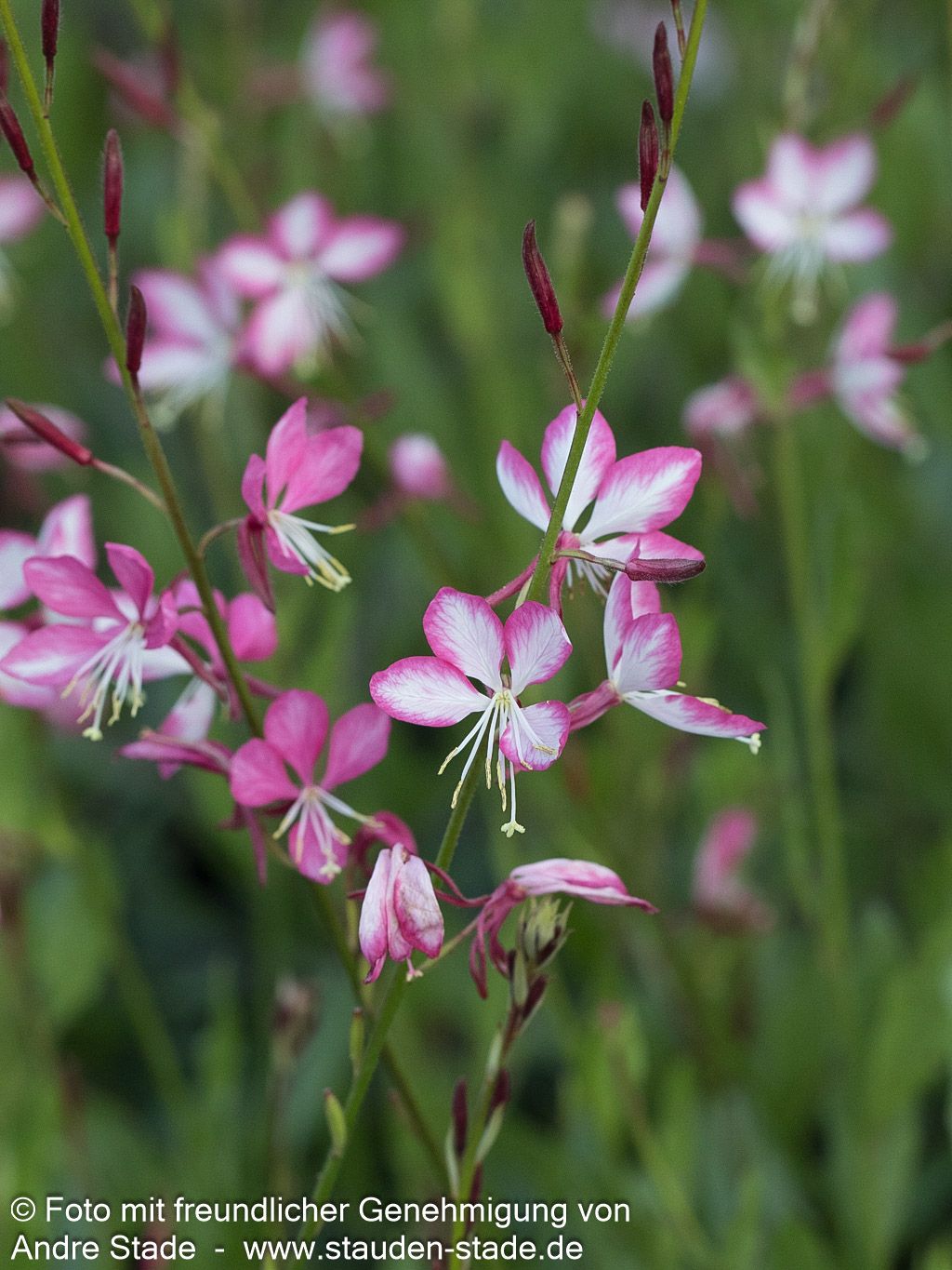 Prachtkerze 'Rosy Jane' (Gaura lindheimeri)