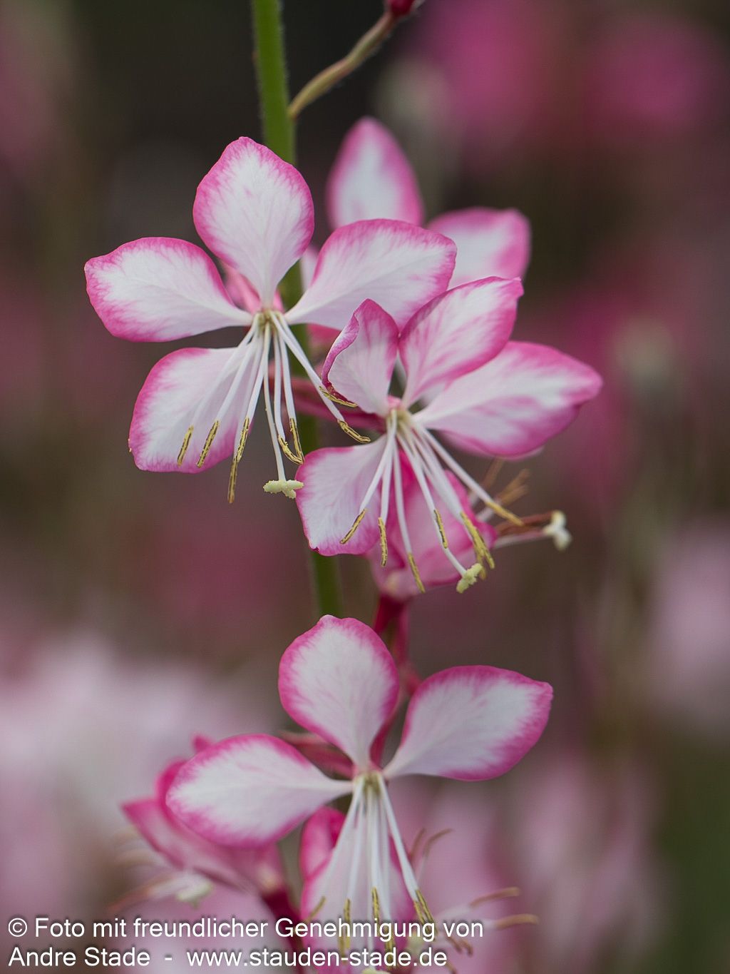 Prachtkerze 'Rosy Jane' (Gaura lindheimeri)