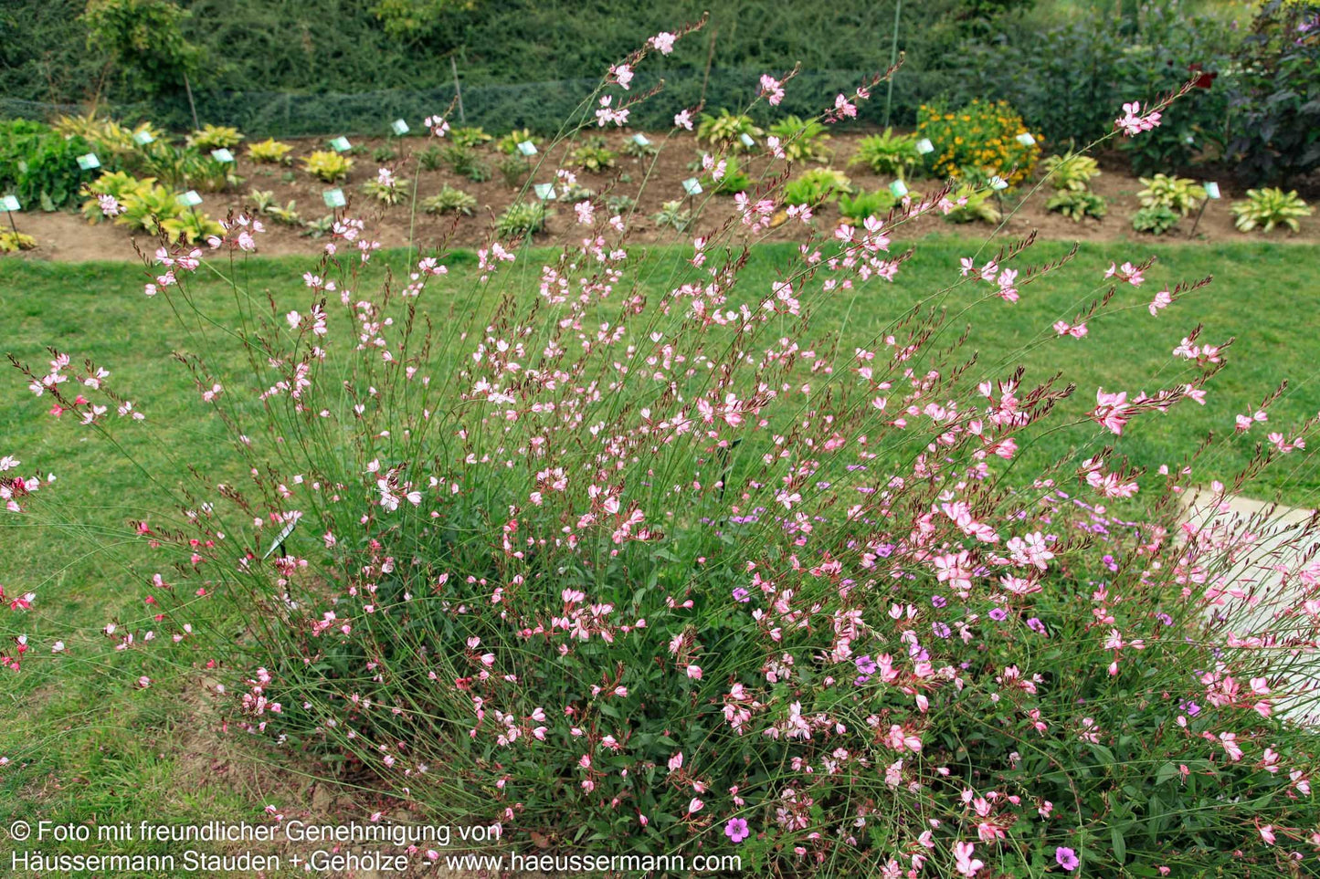 Prachtkerze 'Rosy Jane' (Gaura lindheimeri)