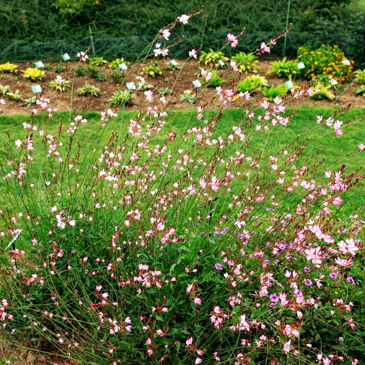 Prachtkerze 'Rosy Jane' (Gaura lindheimeri)