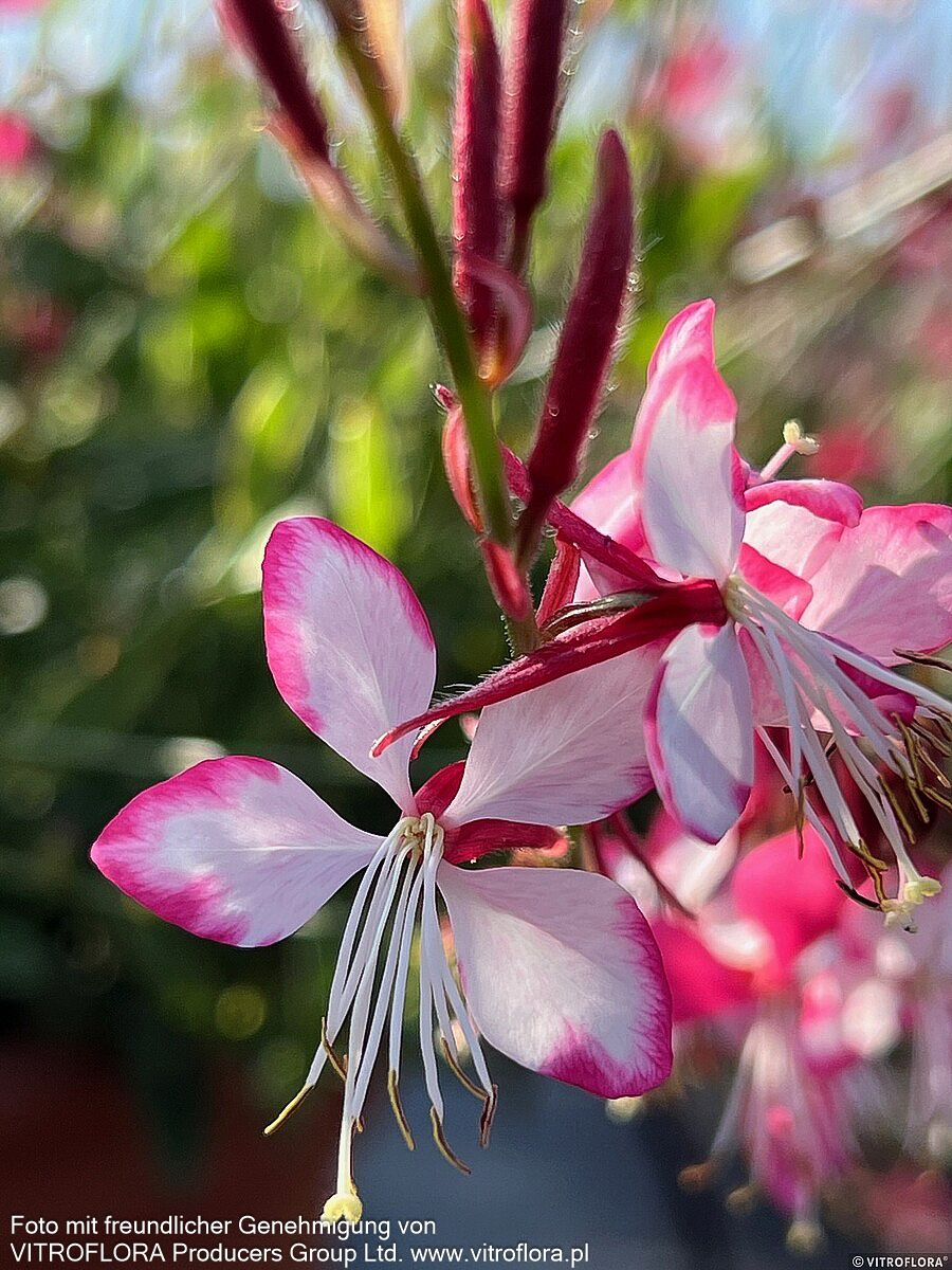 Prachtkerze 'Rosy Jane' (Gaura lindheimeri)