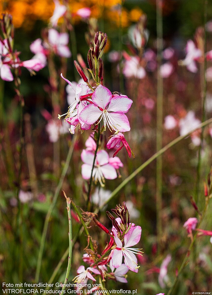 Prachtkerze 'Rosy Jane' (Gaura lindheimeri)