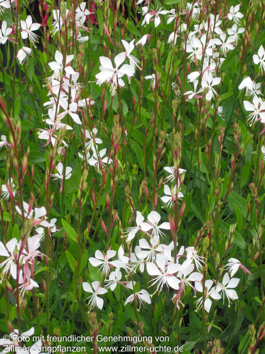 Prachtkerze 'Whirling Butterflies' (Gaura lindheimeri)