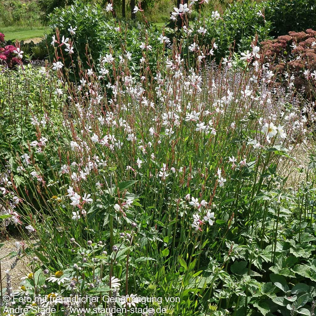 Prachtkerze 'Whirling Butterflies' (Gaura lindheimeri)