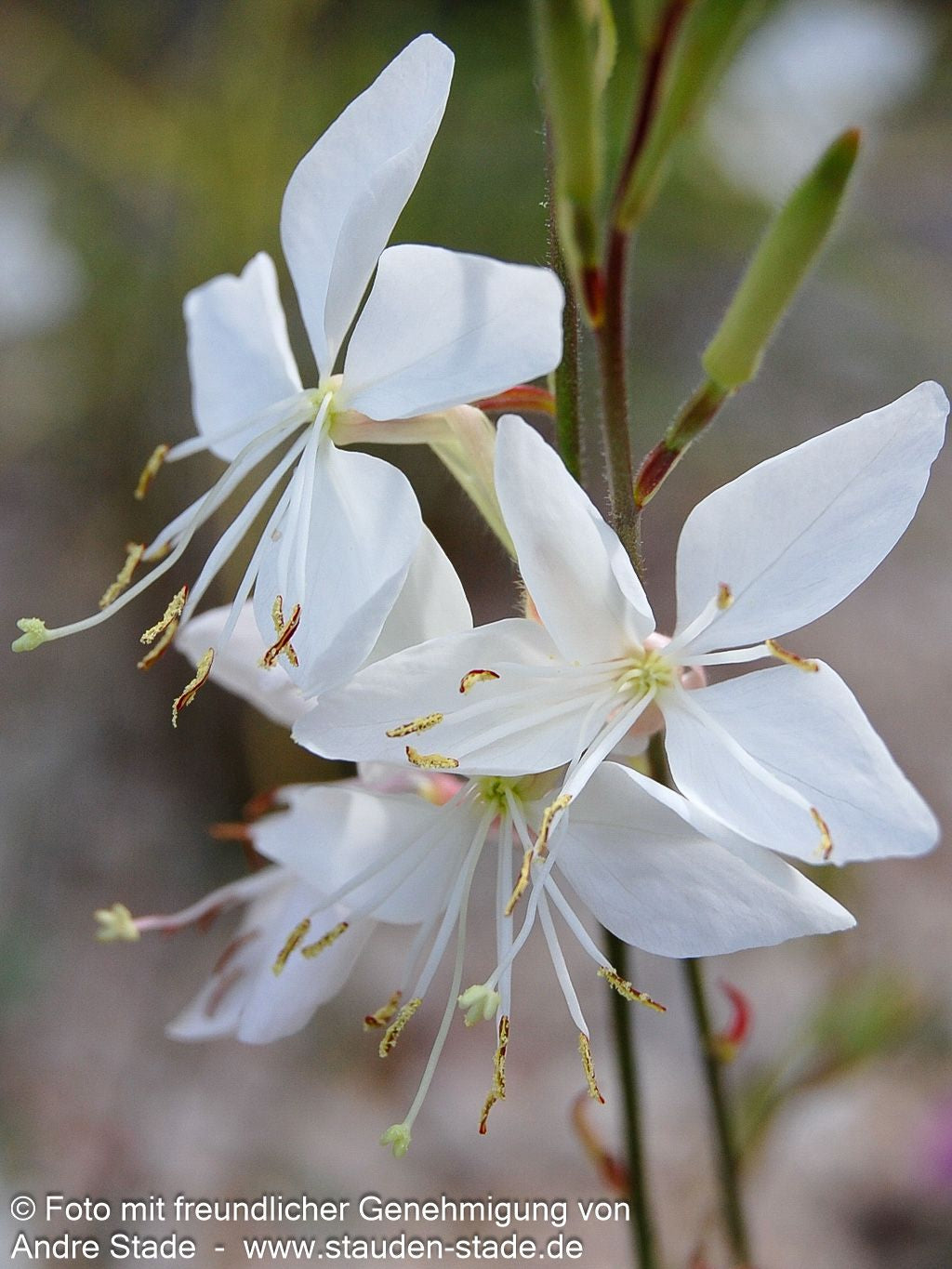Prachtkerze 'Whirling Butterflies' (Gaura lindheimeri)
