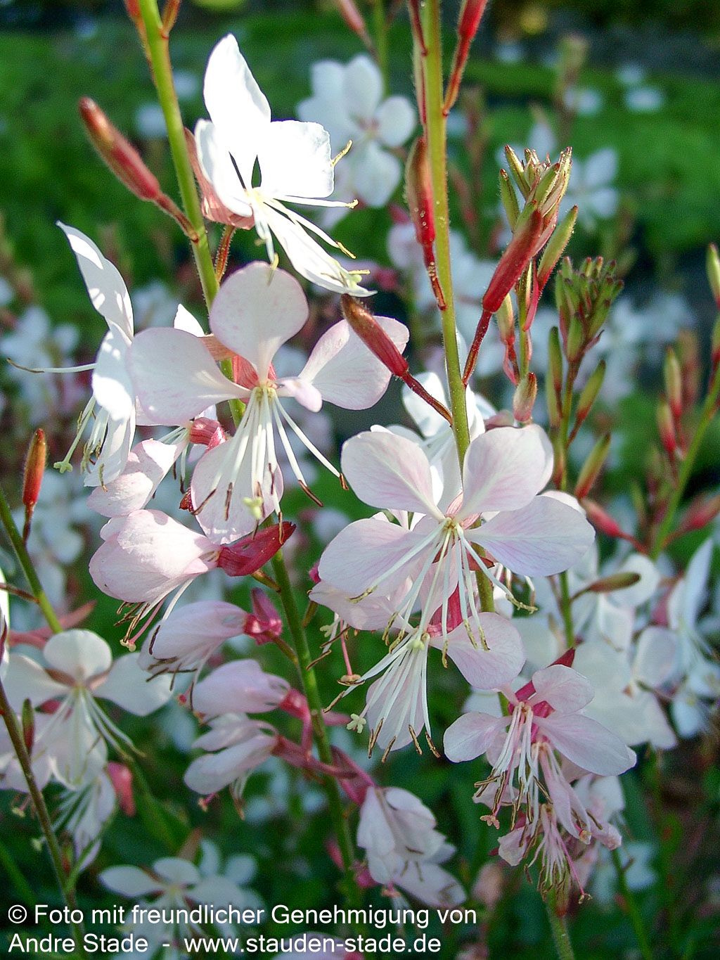 Prachtkerze 'Whirling Butterflies' (Gaura lindheimeri)