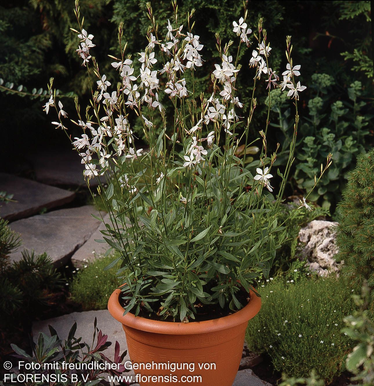 Prachtkerze 'Whirling Butterflies' (Gaura lindheimeri)