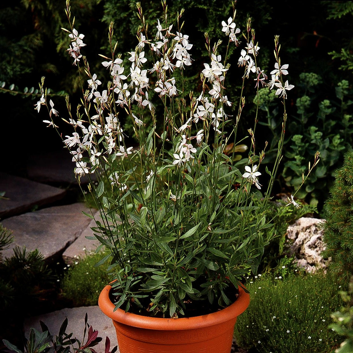 Prachtkerze 'Whirling Butterflies' (Gaura lindheimeri)