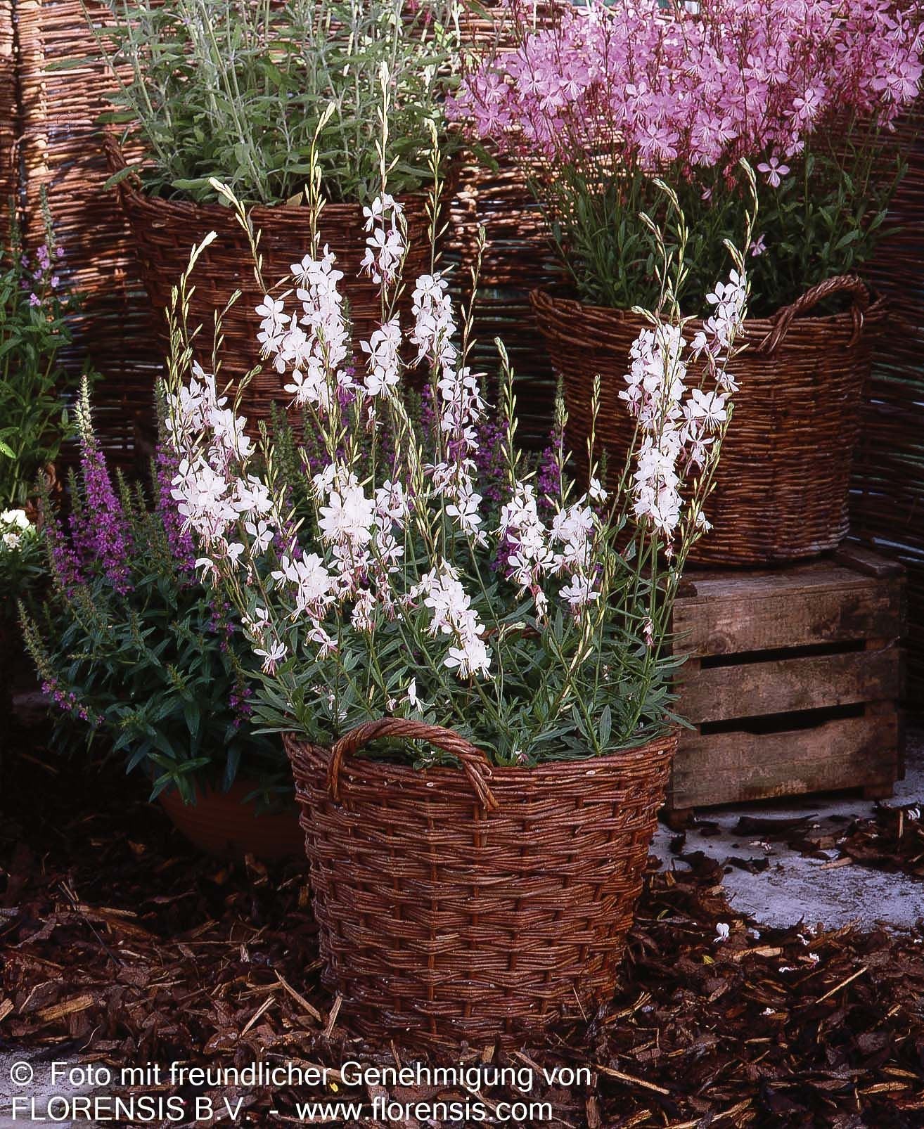 Prachtkerze 'Whirling Butterflies' (Gaura lindheimeri)