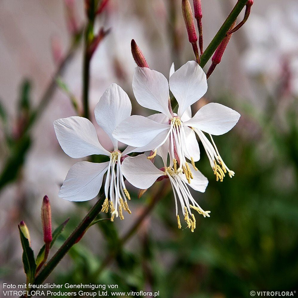 Prachtkerze 'Whirling Butterflies' (Gaura lindheimeri)