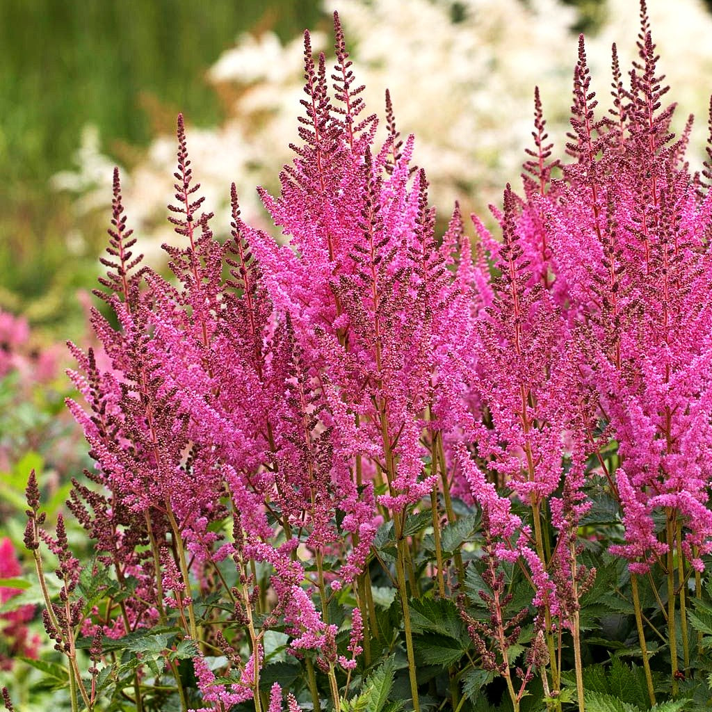 Prachtspiere 'Vision in Pink' (Astilbe chinensis)