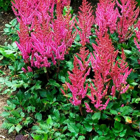 Prachtspiere 'Vision in Red' (Astilbe chinensis)
