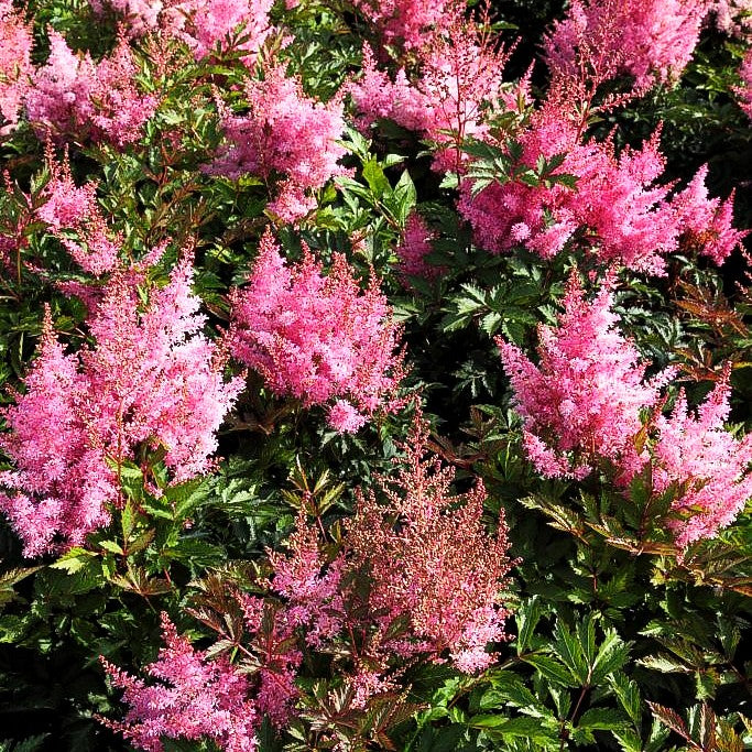 Prachtspiere 'Younique Pink' (Astilbe x cult.)
