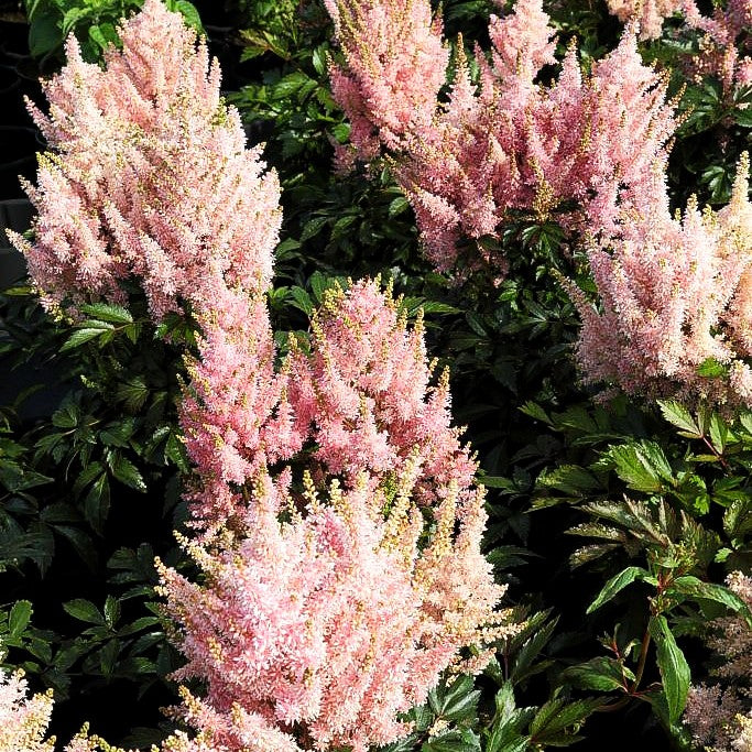 Prachtspiere 'Younique Salmon' (Astilbe x cult.)