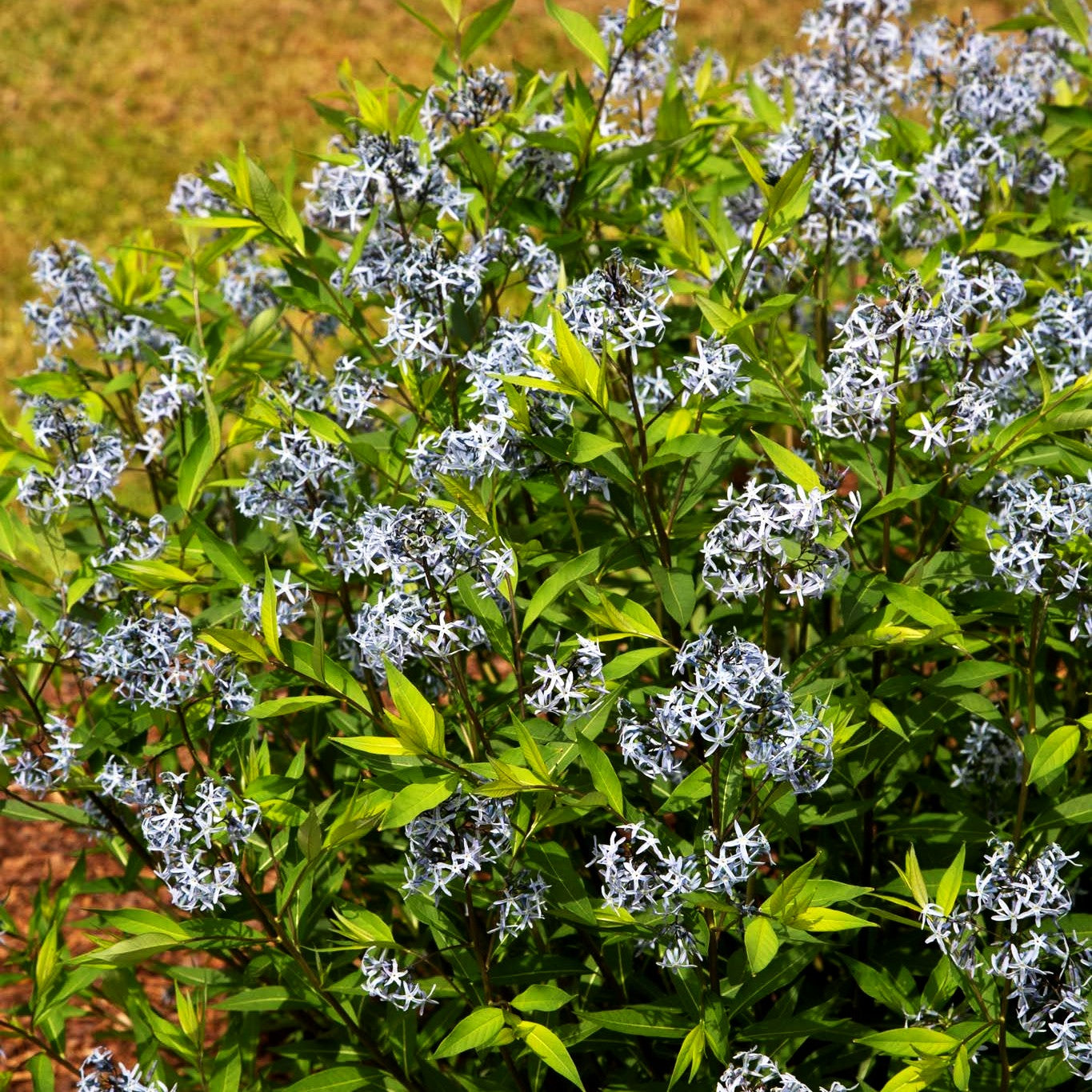 Prachtvoller Röhrenstern (Amsonia illustris)