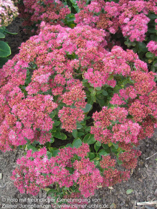 Prächtige Fetthenne 'Carl' (Sedum spectabile)