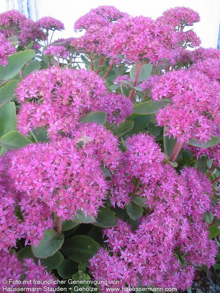 Prächtige Fetthenne 'Carl' (Sedum spectabile)