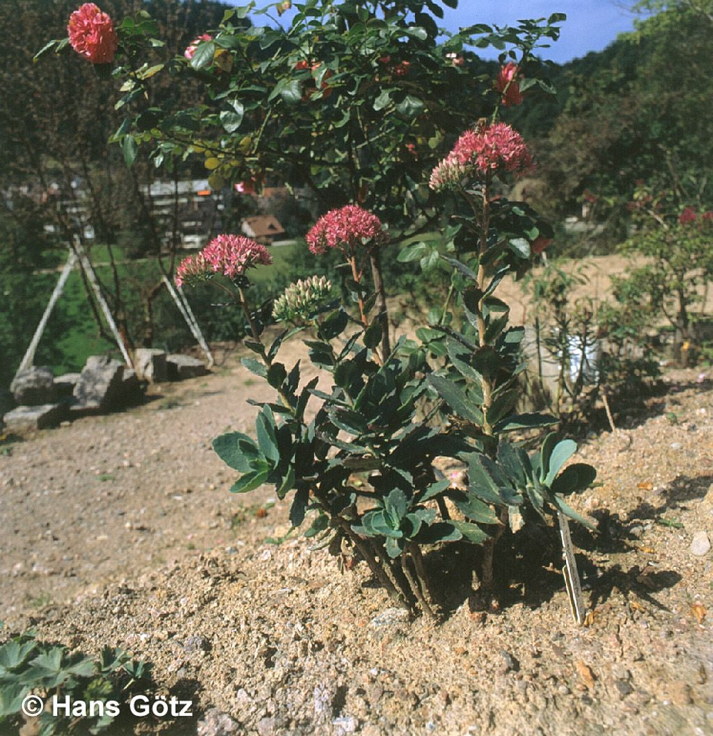 Prächtige Fetthenne 'Carl' (Sedum spectabile)