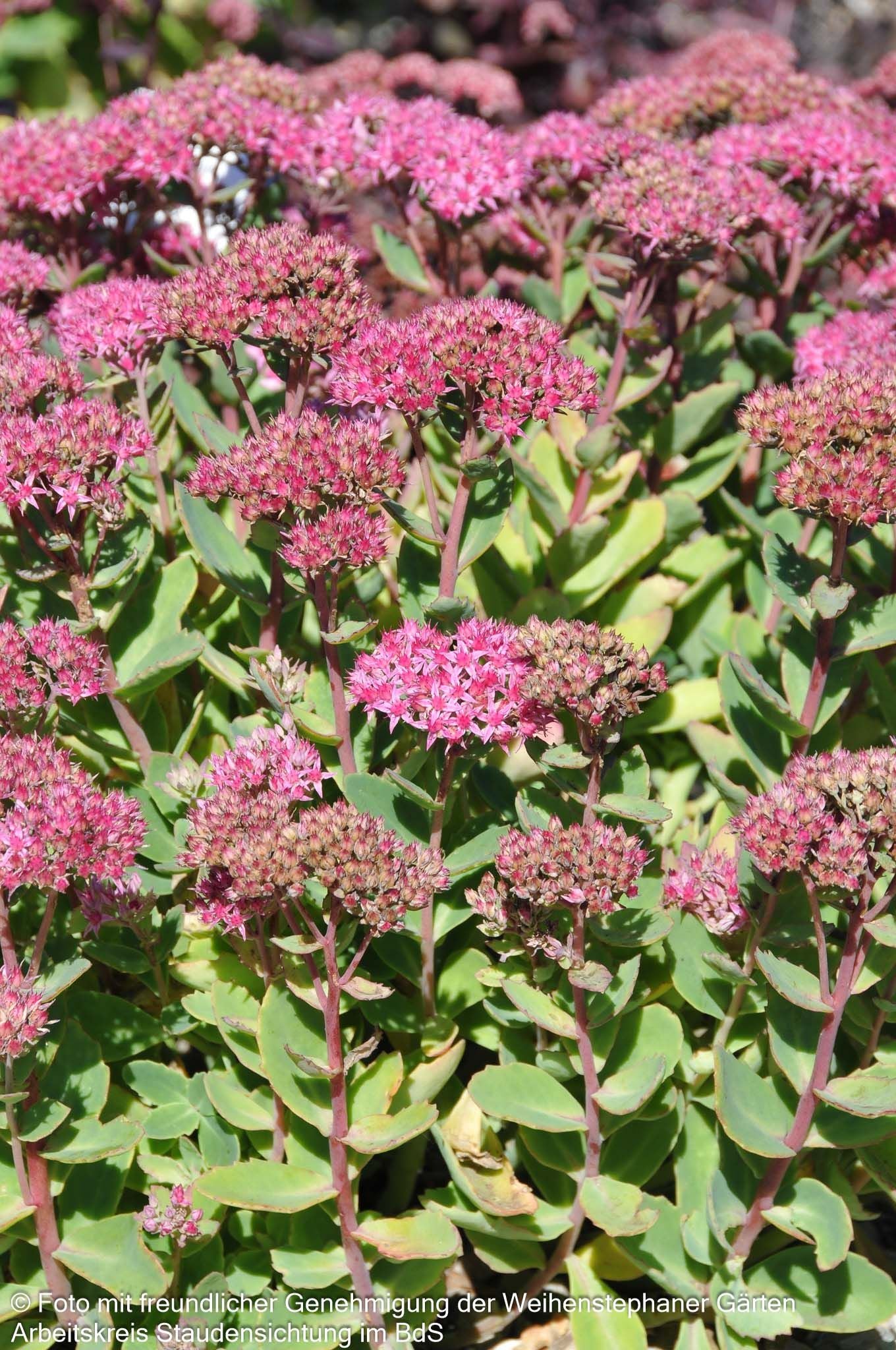Prächtige Fetthenne 'Carl' (Sedum spectabile)