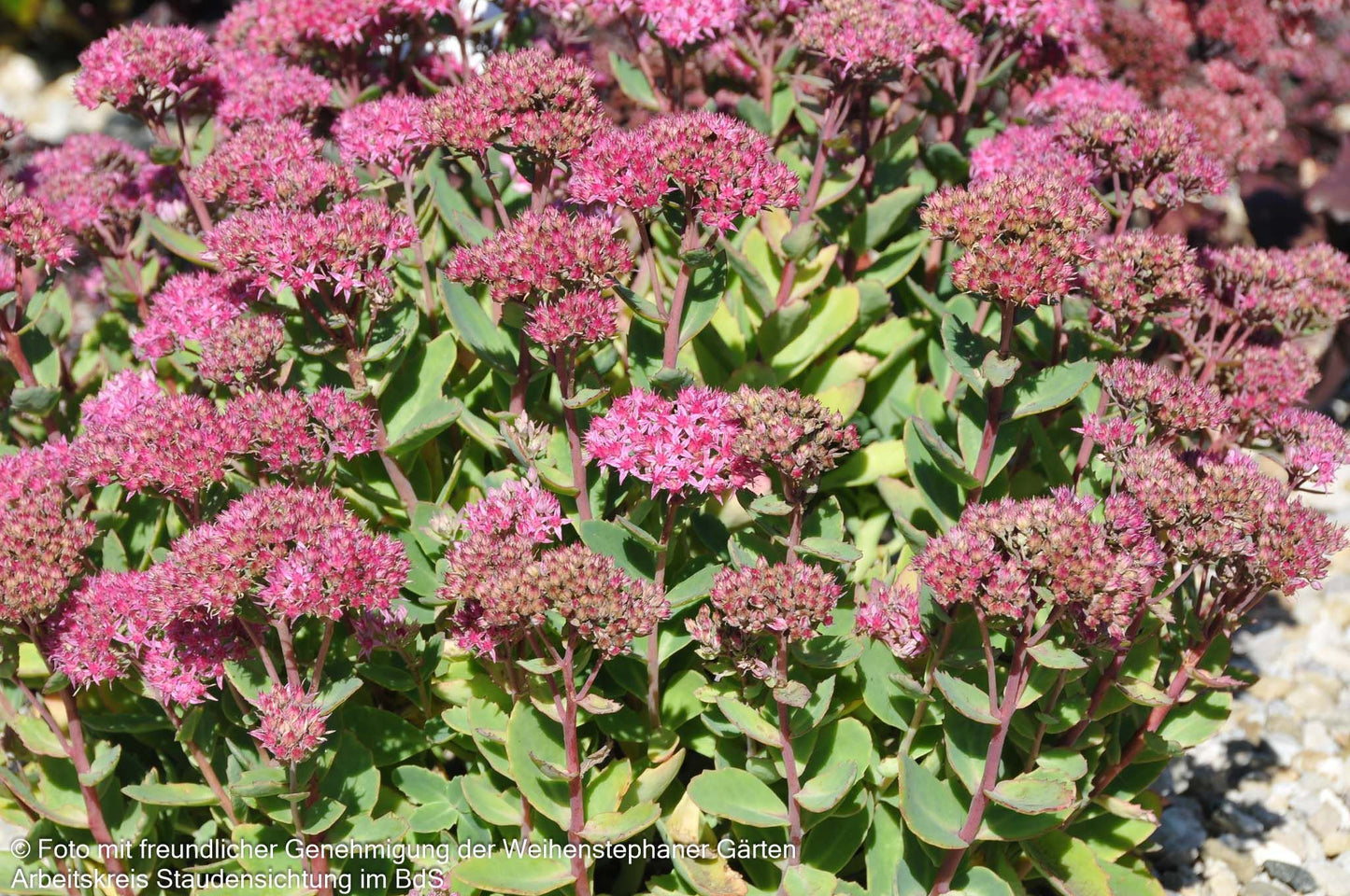 Prächtige Fetthenne 'Carl' (Sedum spectabile)