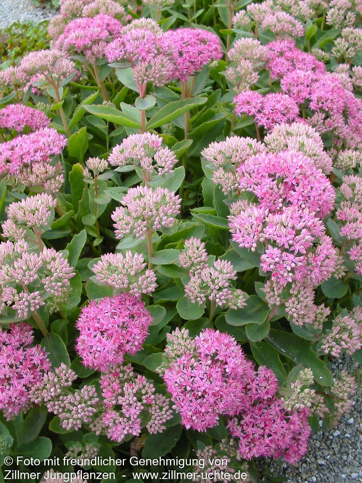 Prächtige Fetthenne 'Carl' (Sedum spectabile)