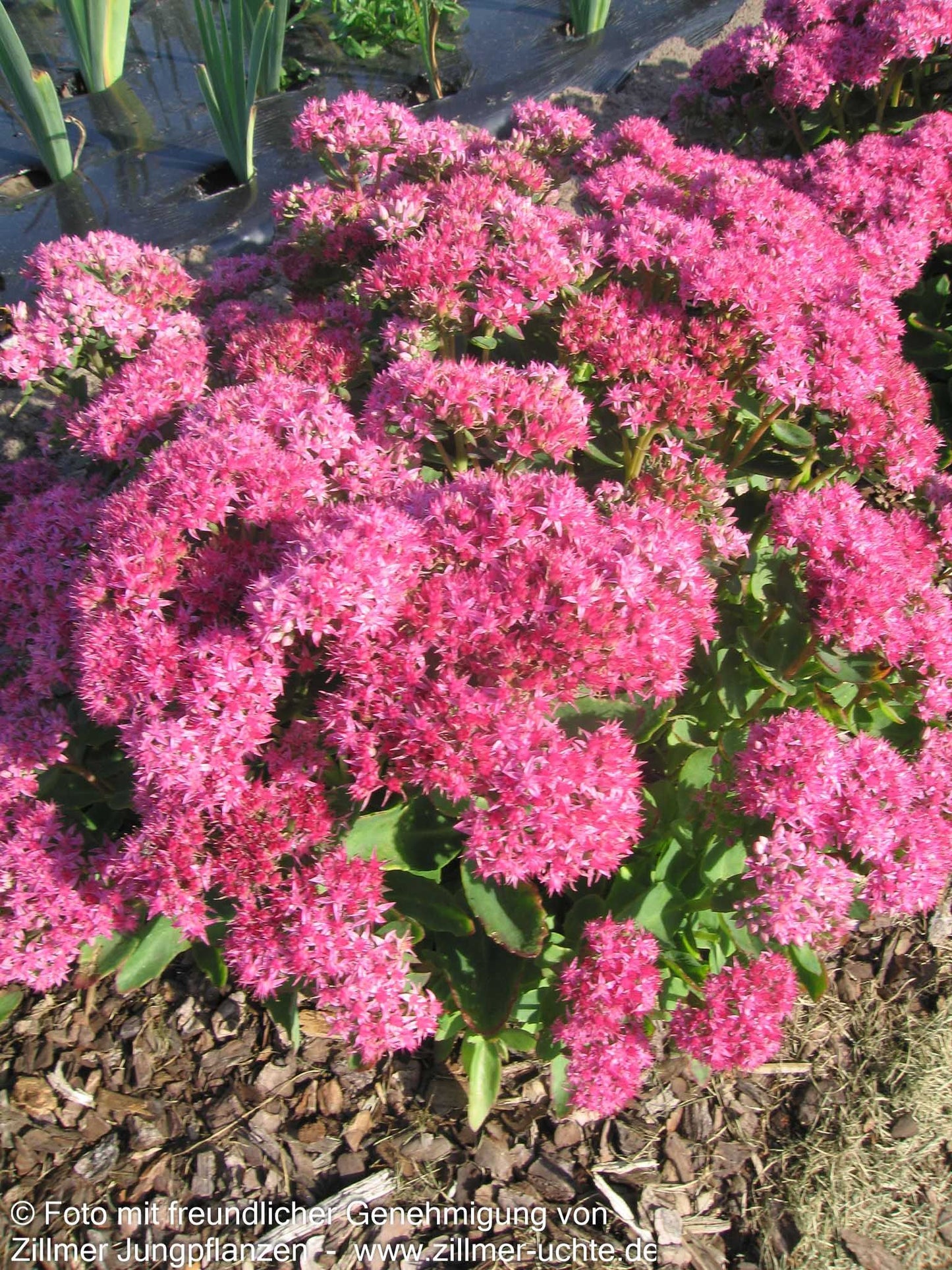 Prächtige Fetthenne 'Carl' (Sedum spectabile)