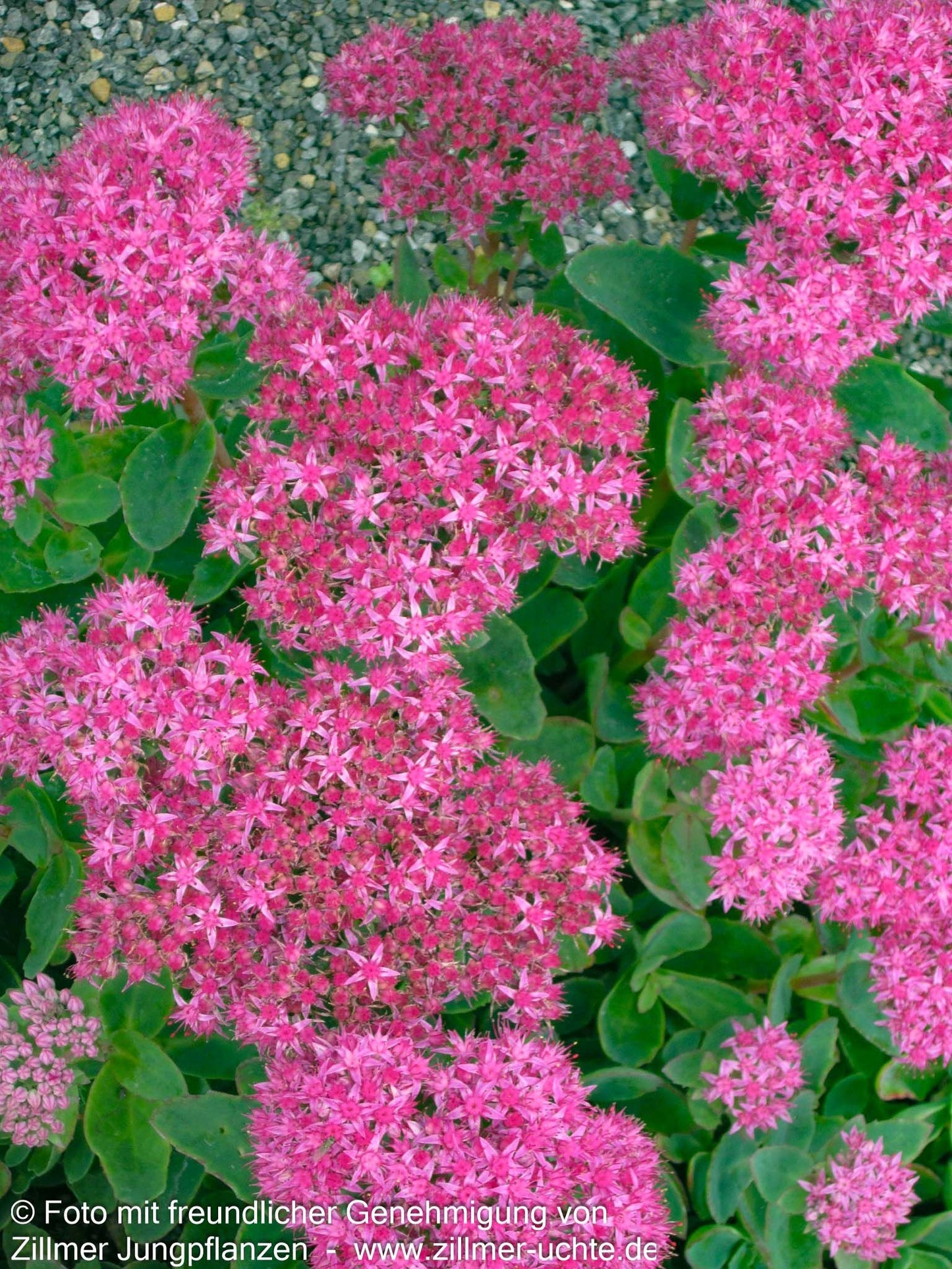 Prächtige Fetthenne 'Carl' (Sedum spectabile)