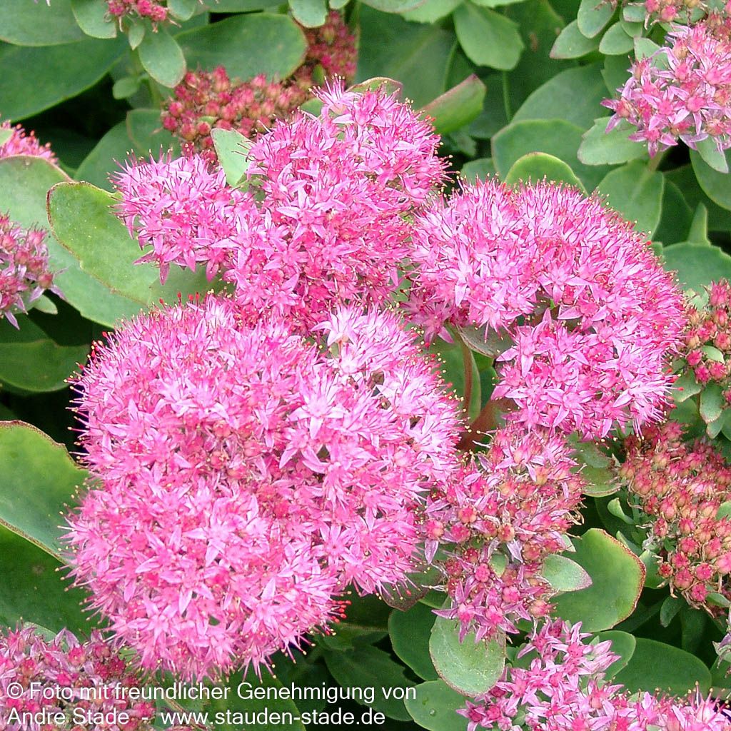 Prächtige Fetthenne 'Carl' (Sedum spectabile)