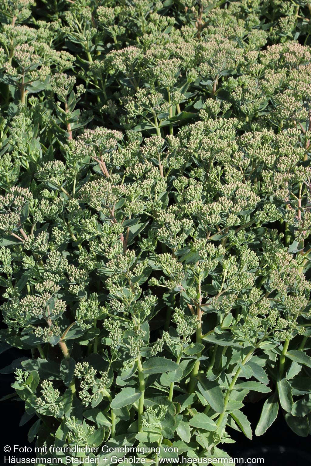 Prächtige Fetthenne 'Carl' (Sedum spectabile)