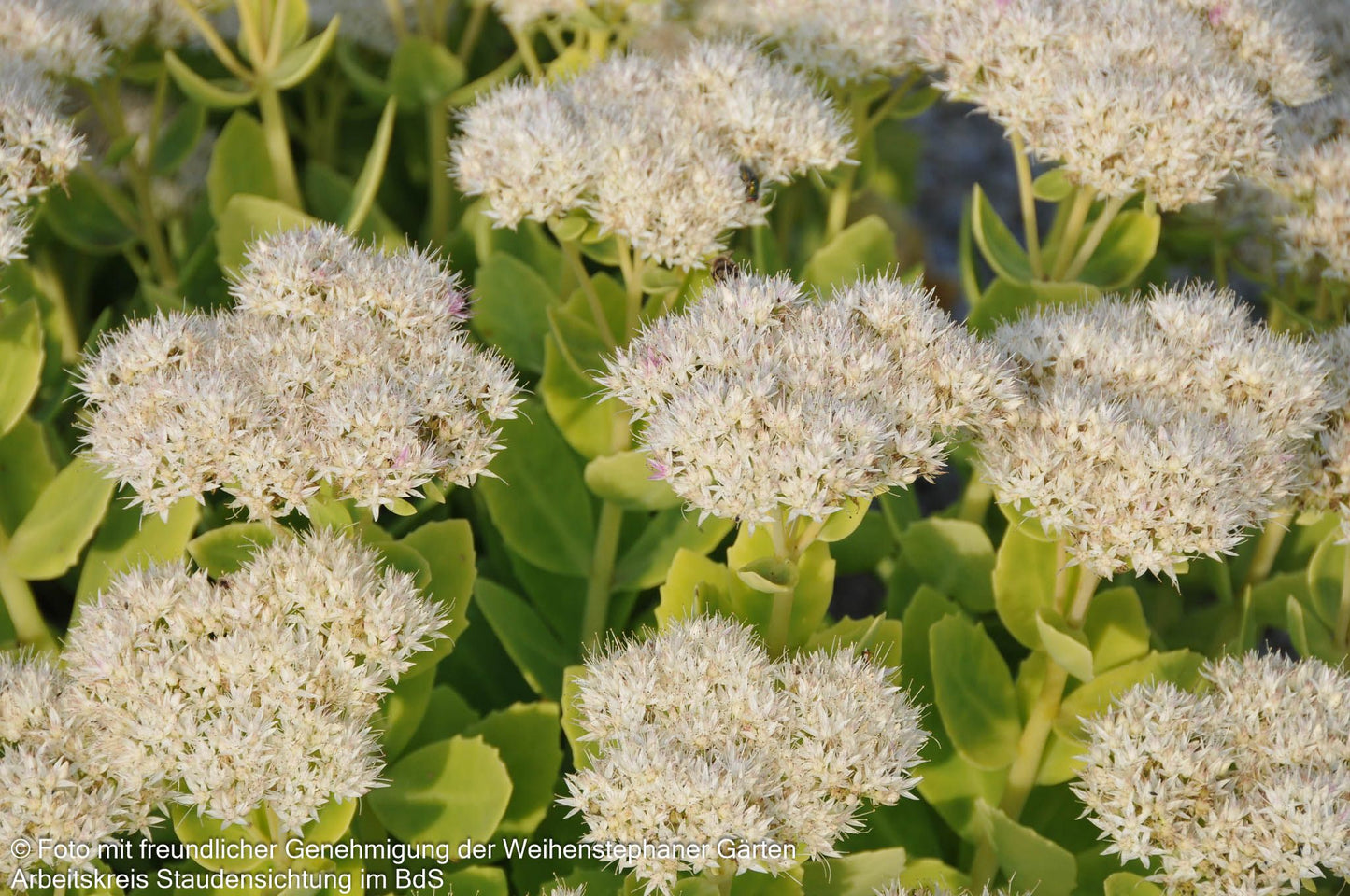 Prächtige Fetthenne 'Stardust' (Sedum spectabile)