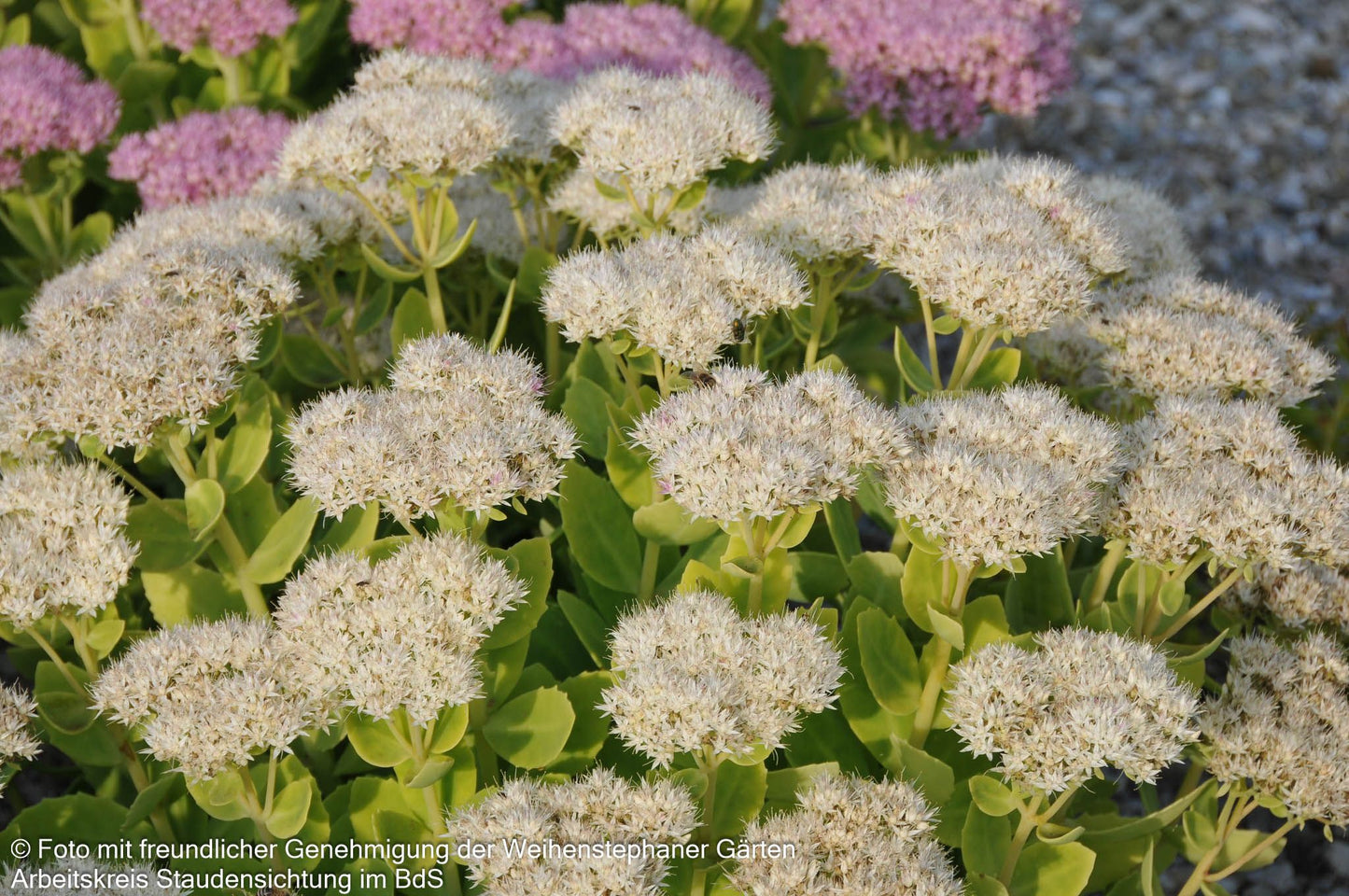Prächtige Fetthenne 'Stardust' (Sedum spectabile)