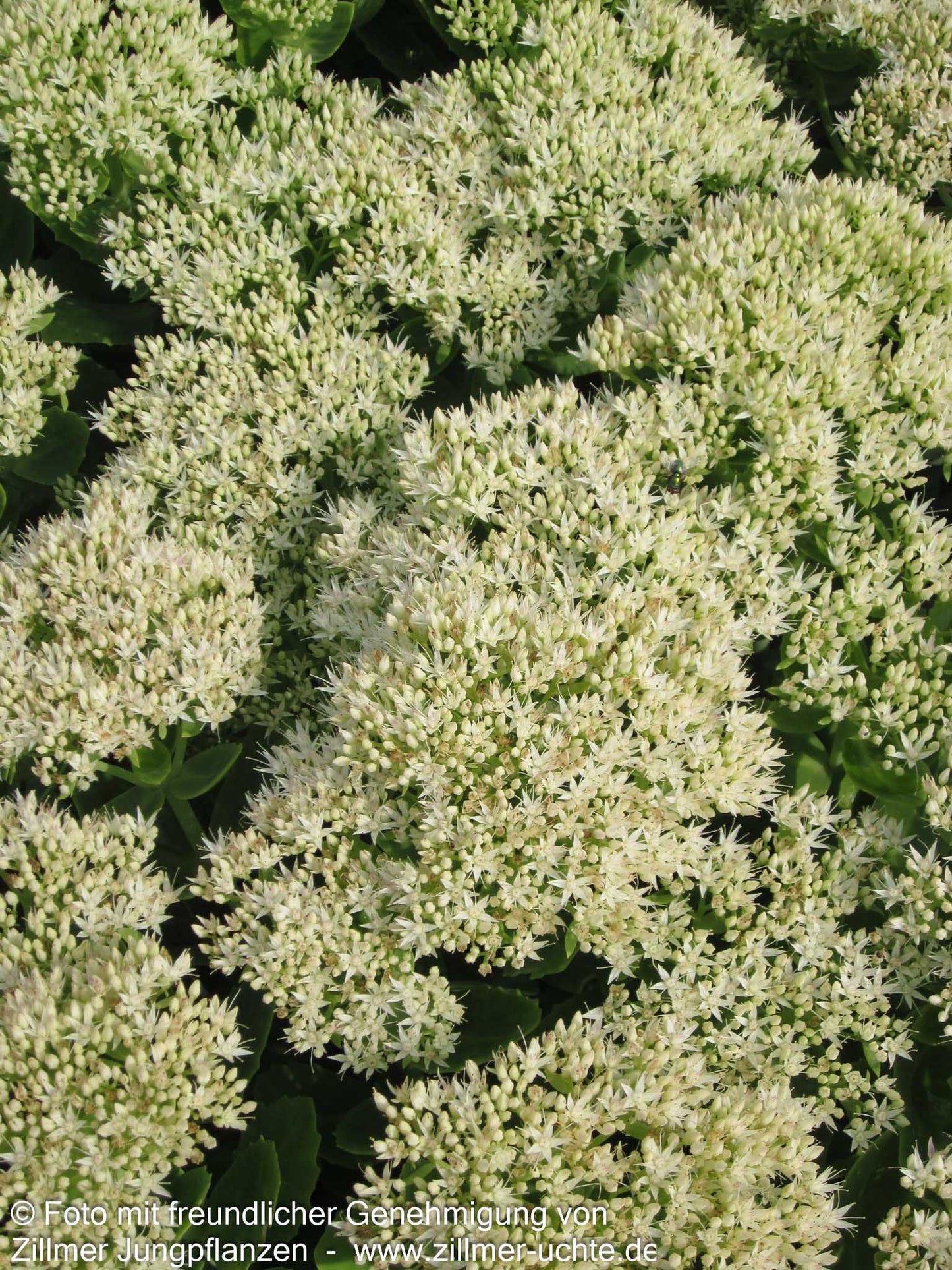 Prächtige Fetthenne 'Stardust' (Sedum spectabile)