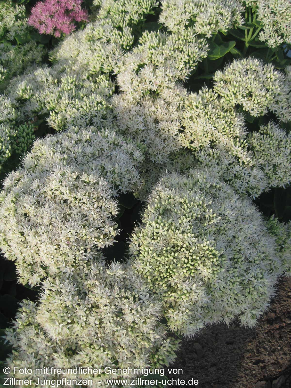 Prächtige Fetthenne 'Stardust' (Sedum spectabile)