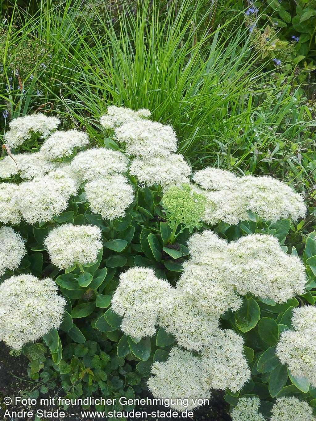 Prächtige Fetthenne 'Stardust' (Sedum spectabile)