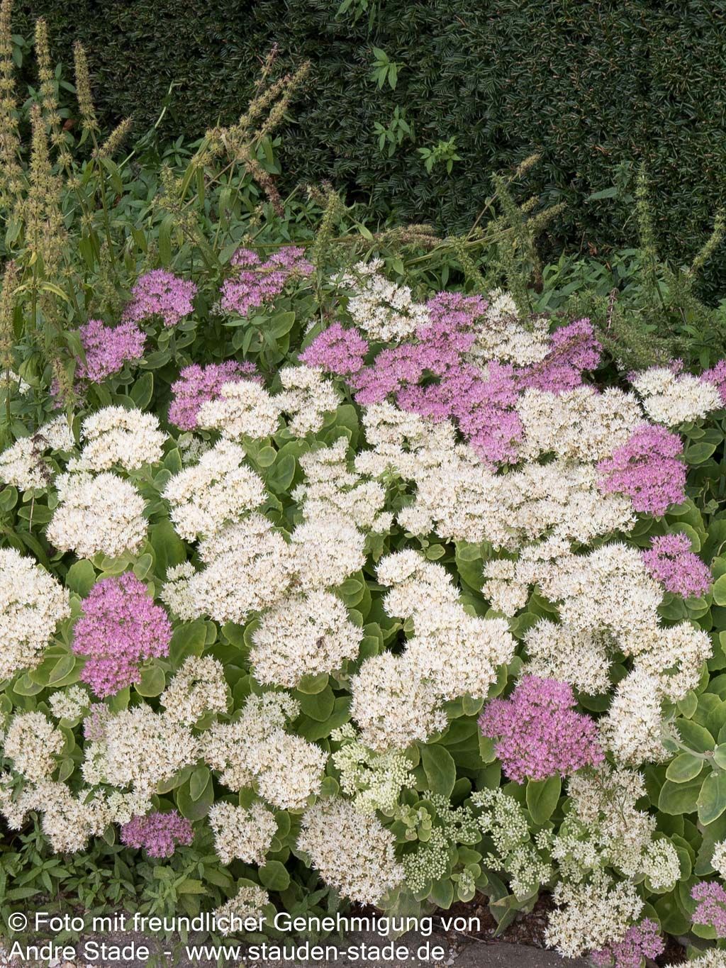 Prächtige Fetthenne 'Stardust' (Sedum spectabile)