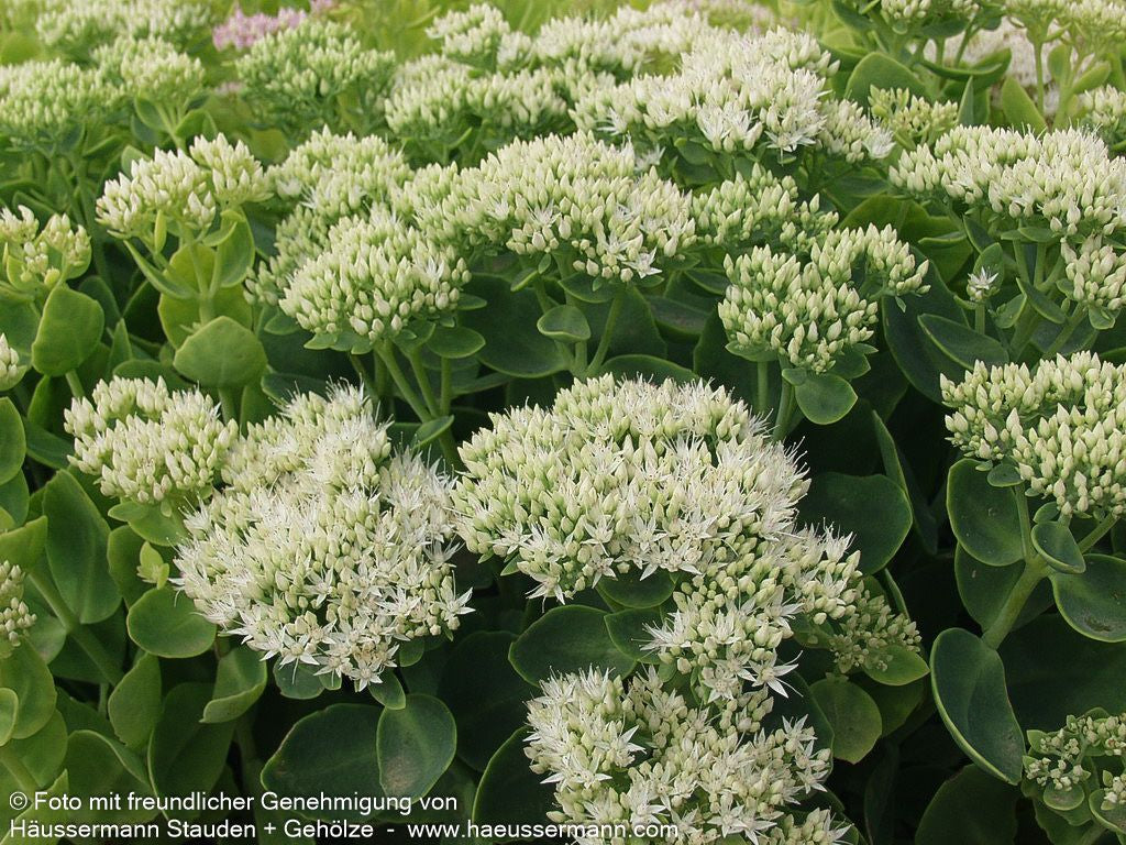 Prächtige Fetthenne 'Stardust' (Sedum spectabile)