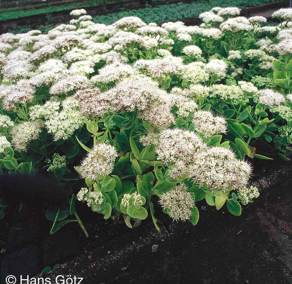 Prächtige Fetthenne 'Stardust' (Sedum spectabile)
