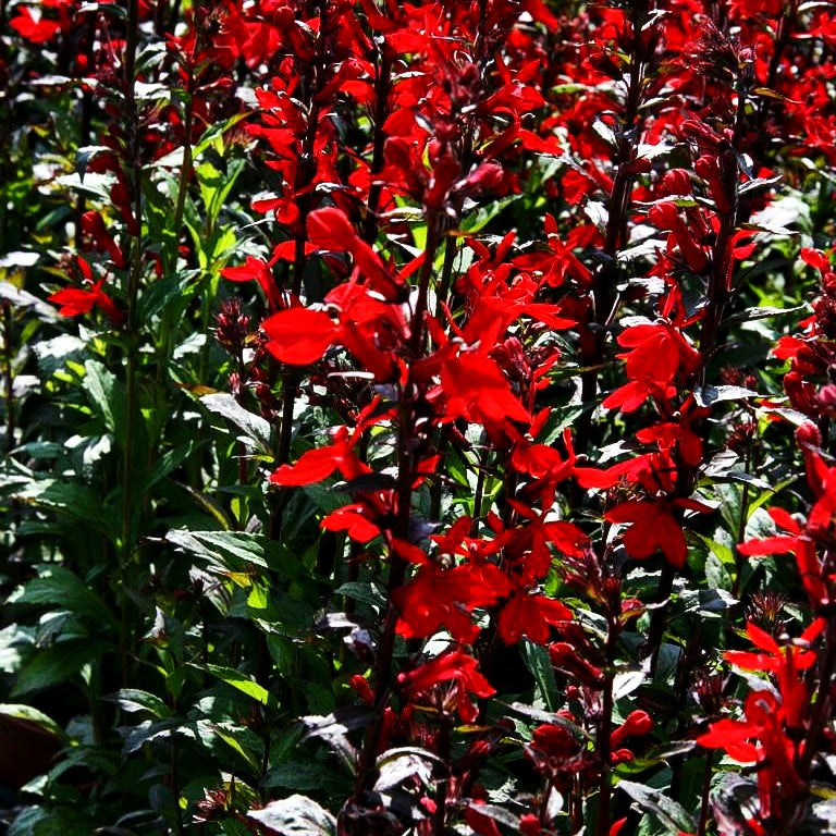 Prächtige Lobelie (Lobelia x speciosa Fan-Serie)