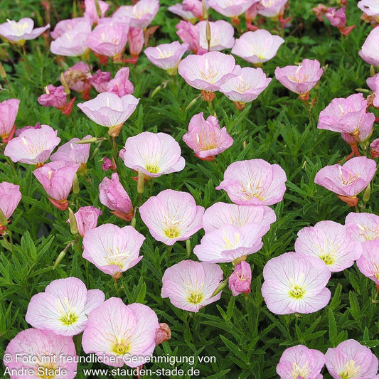 Prächtige Nachtkerze 'Siskiyou' (Oenothera spesiosa)