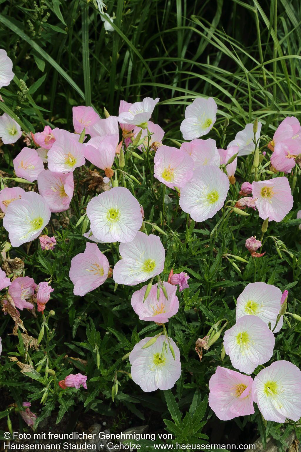 Prächtige Nachtkerze 'Siskiyou' (Oenothera spesiosa)