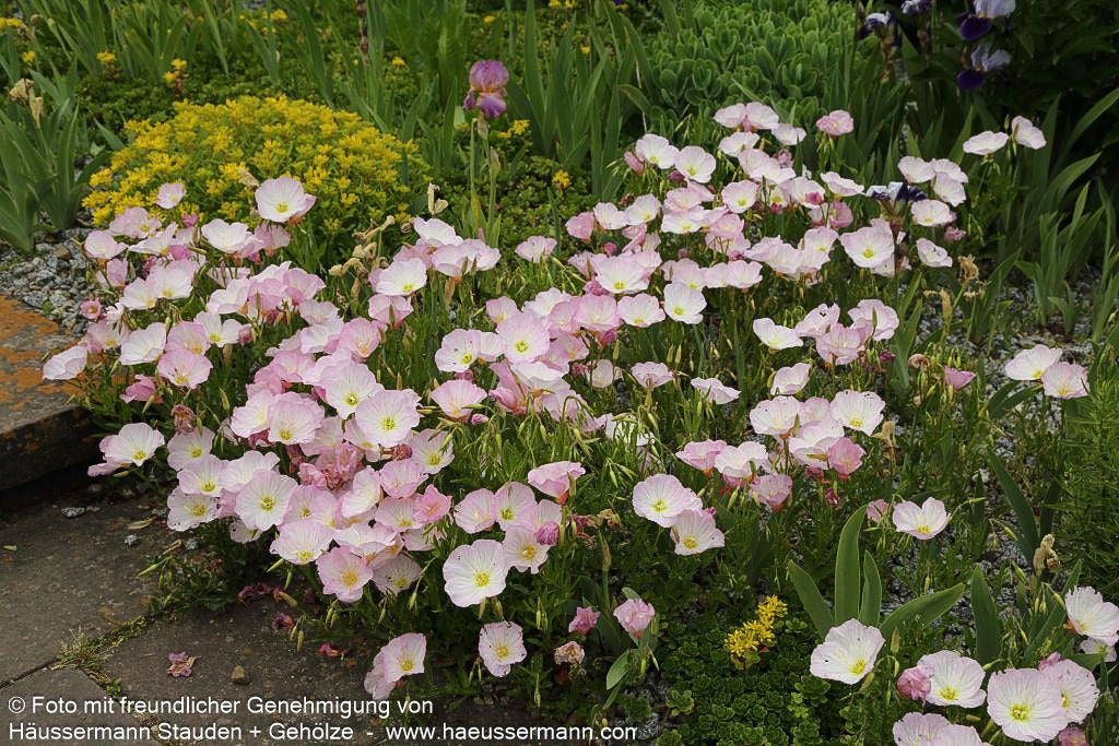 Prächtige Nachtkerze 'Siskiyou' (Oenothera spesiosa)