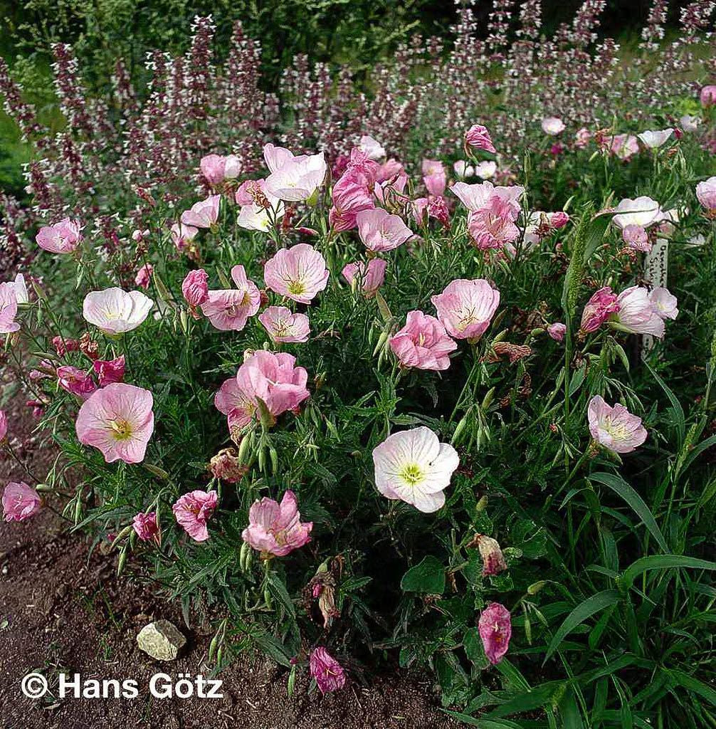 Prächtige Nachtkerze 'Siskiyou' (Oenothera spesiosa)
