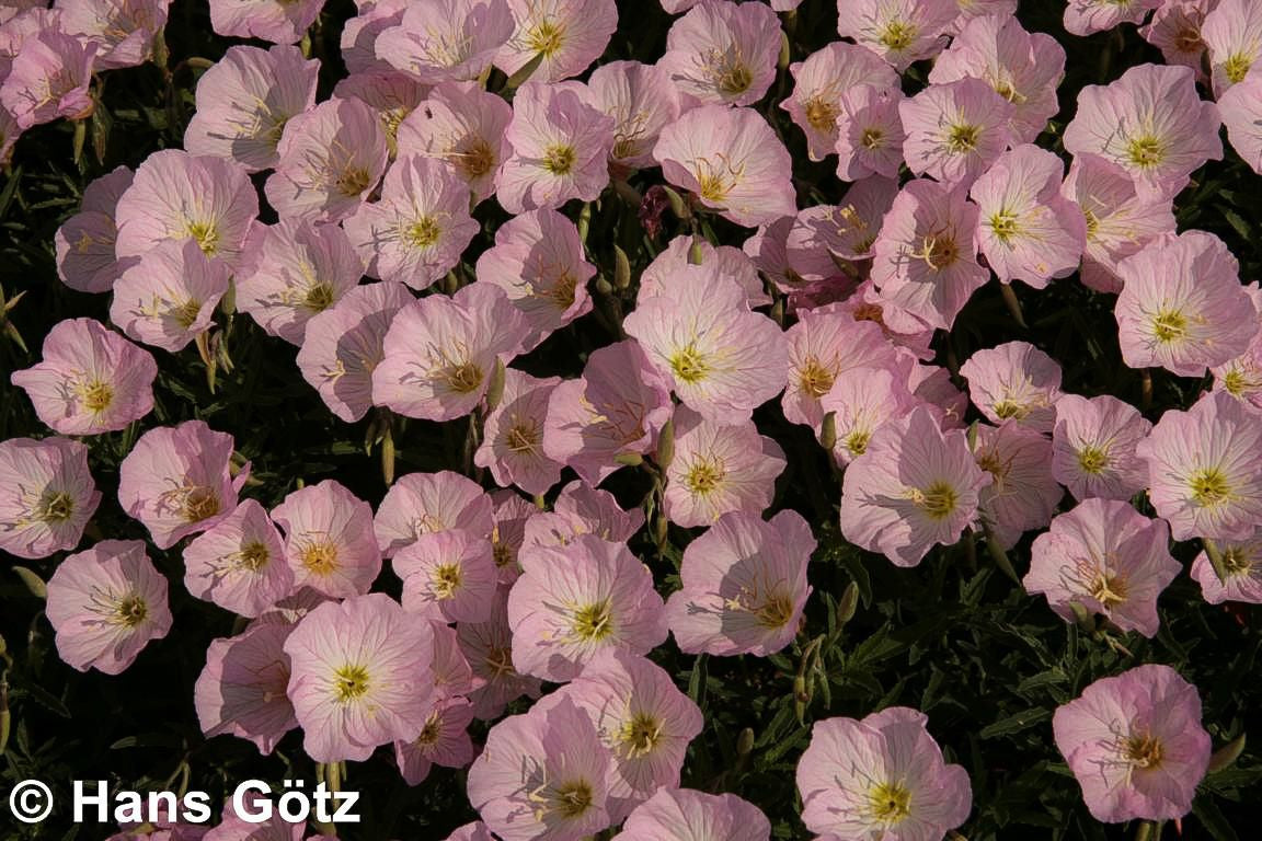 Prächtige Nachtkerze 'Siskiyou' (Oenothera spesiosa)
