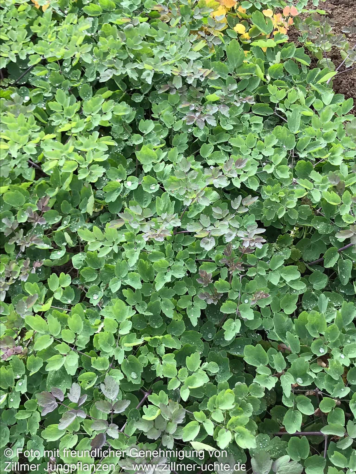 Prächtige Wiesenraute 'Elin' (Thalictrum rochebruneanum)